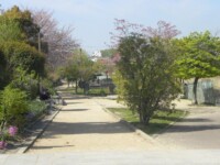 4 市場池公園(早朝ウォーキングの場所)